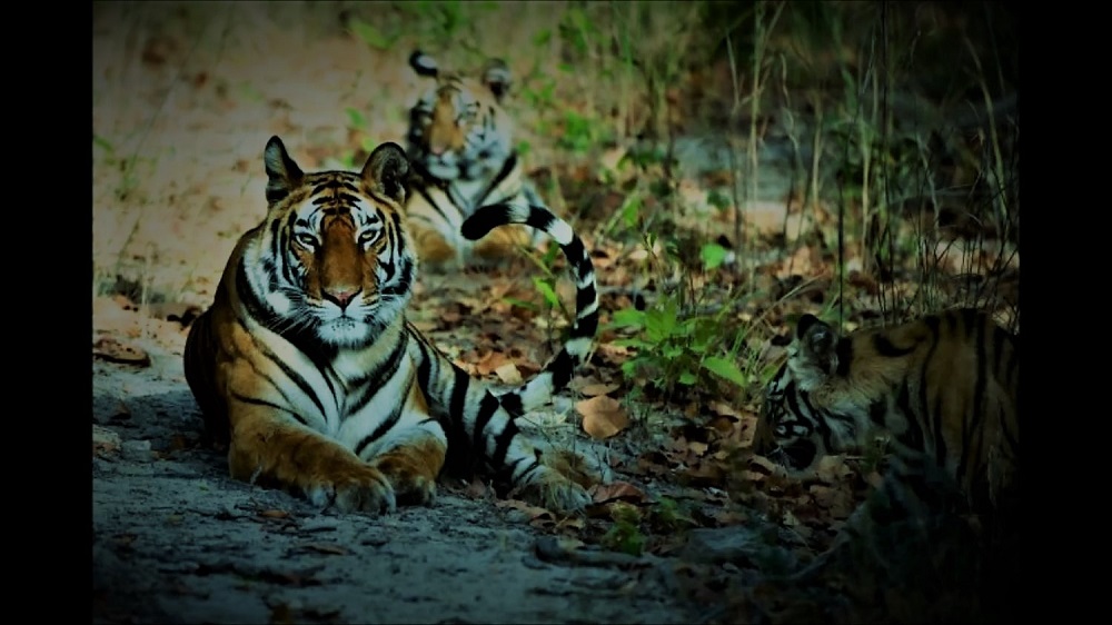Jungle Safari in Chitwan 7 Tiger