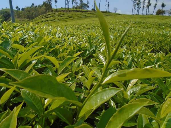 Green Tea from Ilam Nepal 3 leaf 1